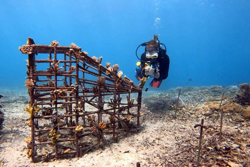 Bali Diving Academy - Image 2