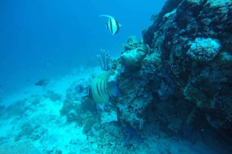 Sunrise Dive Bali - Image 5