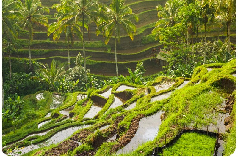 Bali Golden Trips - Image 5