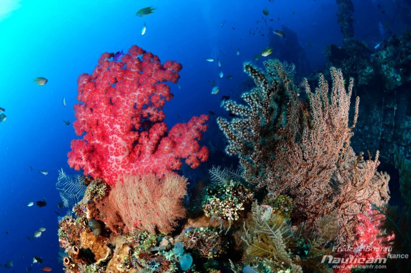 Scuba Diving Bali - Image 3