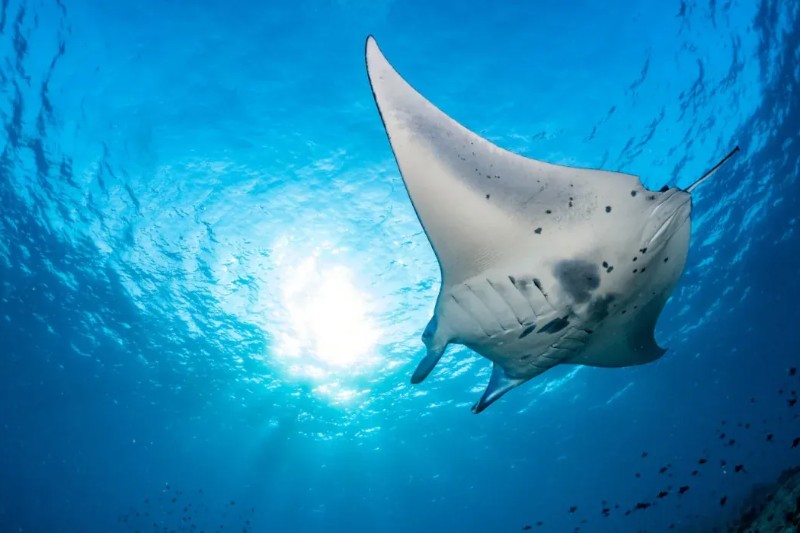 Scuba Diving Bali - Image 1